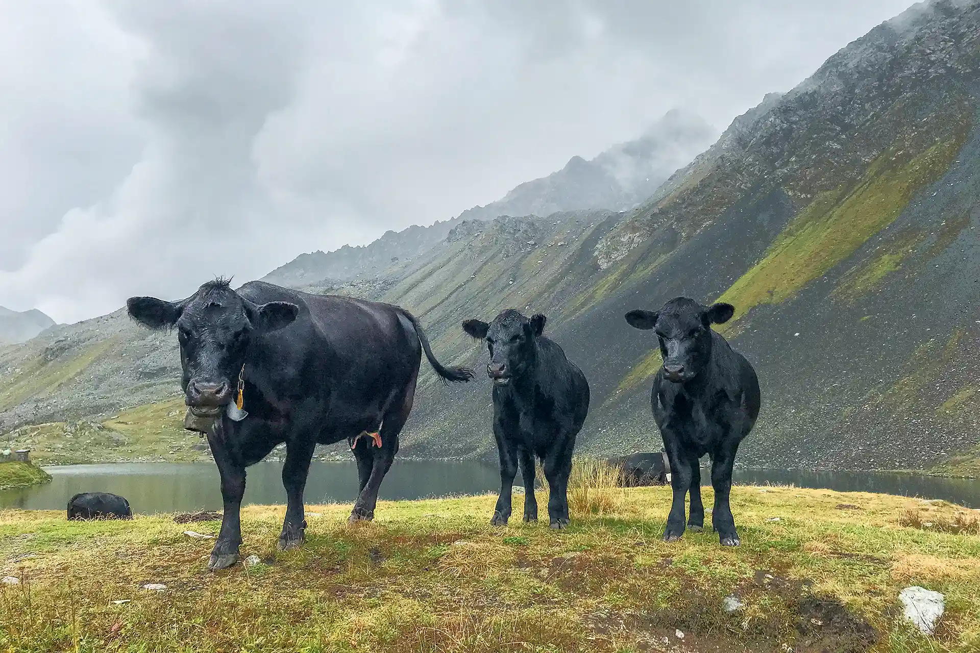 Fotostudio Meiningen/Fotograf Meiningen, Motiv Über uns: Drei Rinder in den Alpen
