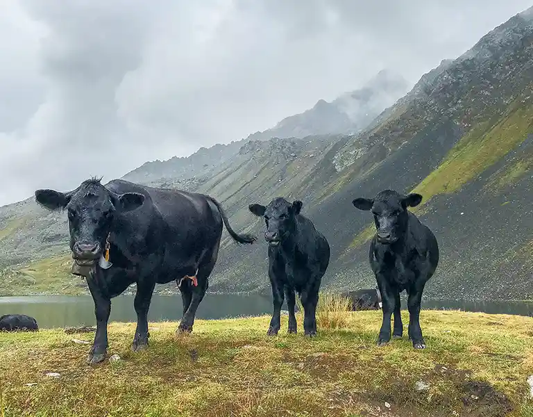 Fotostudio Meiningen/Fotograf Meiningen, Motiv Über uns: Drei Rinder in den Alpen